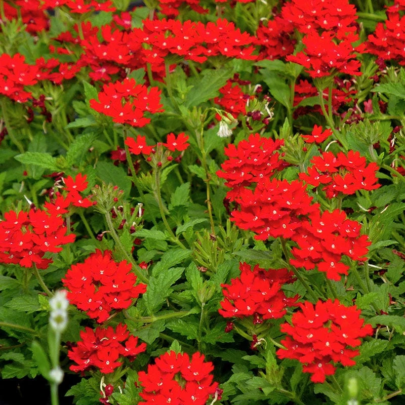Red Devil Perennial Verbena 2 Red Devil Perennial Verbena - Image 2