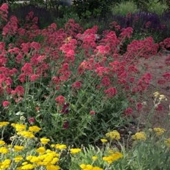 Red Valerian (Centranthus) -Perennial Zone red valerian 1