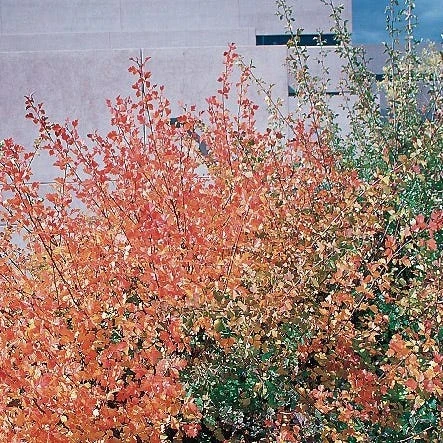 Three-Leaf Sumac (Rhus) 2 Three-Leaf Sumac (Rhus) - Image 2