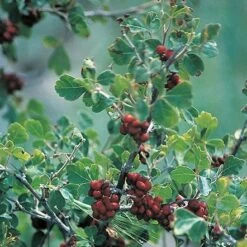 Three-Leaf Sumac (Rhus) 5 Three-Leaf Sumac (Rhus) -Perennial Zone rhus trilobata 1 1