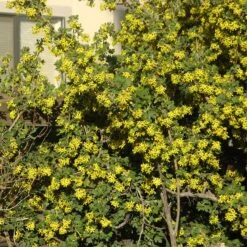 Crandall's Clove Scented Currant (Ribes) -Perennial Zone ribes odoratum crandali close up of flwr