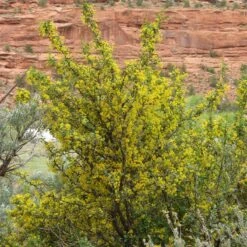 Crandall's Clove Scented Currant (Ribes) -Perennial Zone ribes odoratum crandall mature