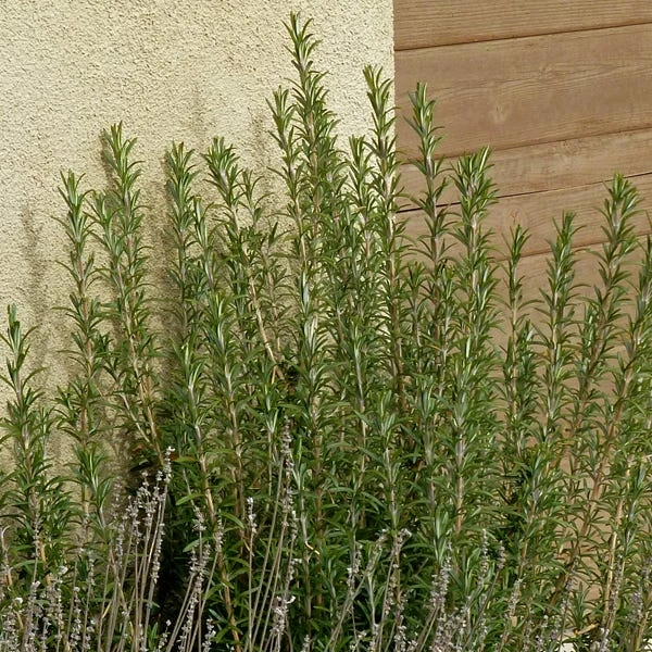 Alcalde Cold Hardy Rosemary 2 Alcalde Cold Hardy Rosemary - Image 2