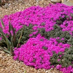 Creeping Shrubby Ice Plant (Ruschia) -Perennial Zone ruschia pulvinaris 83750