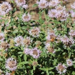 Russian River Coyote Mint (Monardella) -Perennial Zone russian river coyote mint pollinator