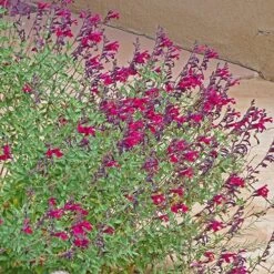 Burgundy Seduction Salvia 7 Burgundy Seduction Salvia -Perennial Zone salvia burgundy seduction