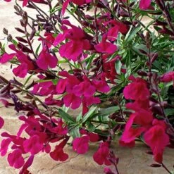 Burgundy Seduction Salvia 6 Burgundy Seduction Salvia -Perennial Zone salvia burgundy seduction1