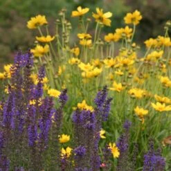 High Country Meadow Native Wildflower Seed Mix 7 High Country Meadow Native Wildflower Seed Mix -Perennial Zone salvia coreopsis meadow