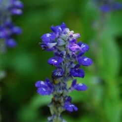 Texas Violet Salvia -Perennial Zone salvia farinacea texas violet mealy sage