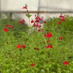 Furman's Red Texas Salvia -Perennial Zone salvia furmans red garden flower