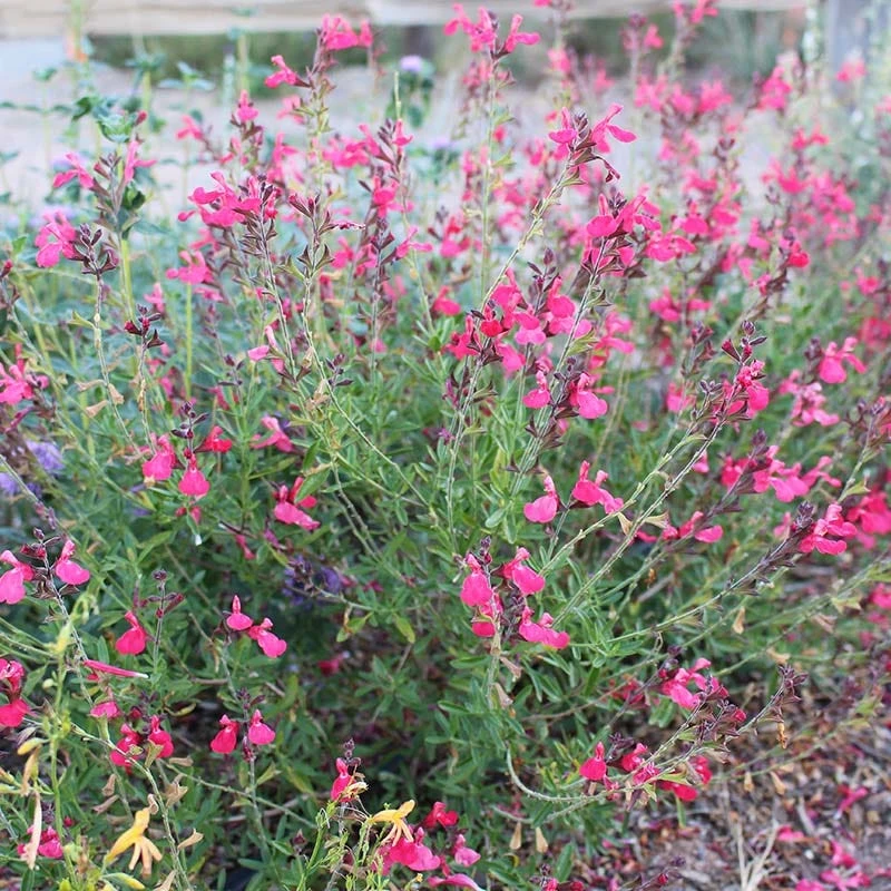 FlowerKisser® Coral-Pink Salvia 2 FlowerKisser® Coral-Pink Salvia - Image 2