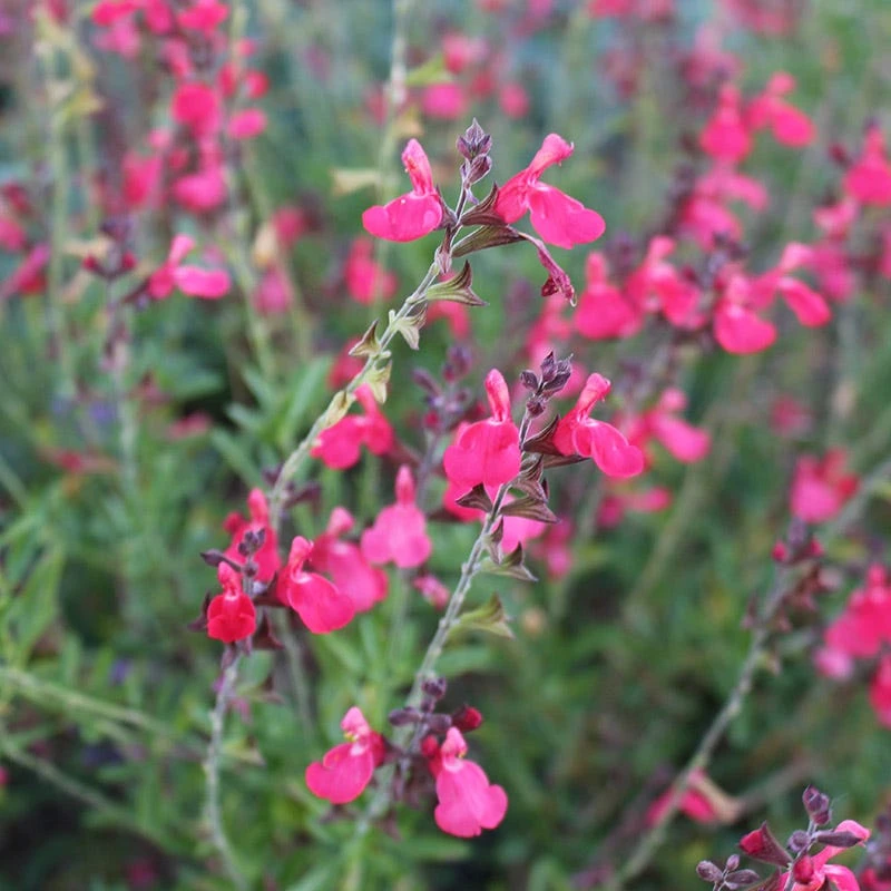 FlowerKisser® Coral-Pink Salvia 1 FlowerKisser® Coral-Pink Salvia