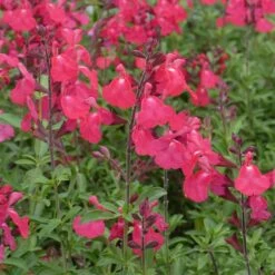 FlowerKisser® Coral-Pink Salvia 5 FlowerKisser® Coral-Pink Salvia -Perennial Zone salvia greggii wwg3flowerkisser coral pink sage