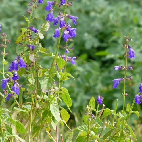Deep Blue Arizona Salvia 1 Deep Blue Arizona Salvia