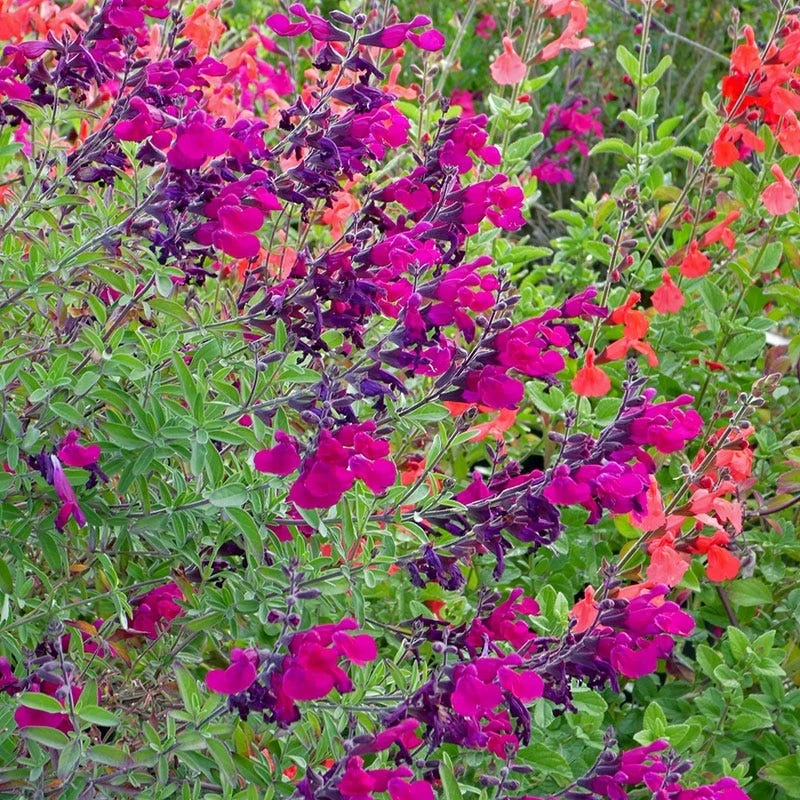 Burgundy Seduction Salvia 1 Burgundy Seduction Salvia