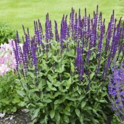 Caradonna Salvia -Perennial Zone salvia caradonna walters gardens 3 cropped