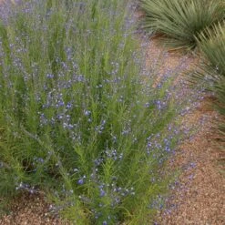 Autumn Sapphire™ Salvia 5 Autumn Sapphire™ Salvia -Perennial Zone salvia reptans autumn sapphire brooke colburn 1 actually cropped