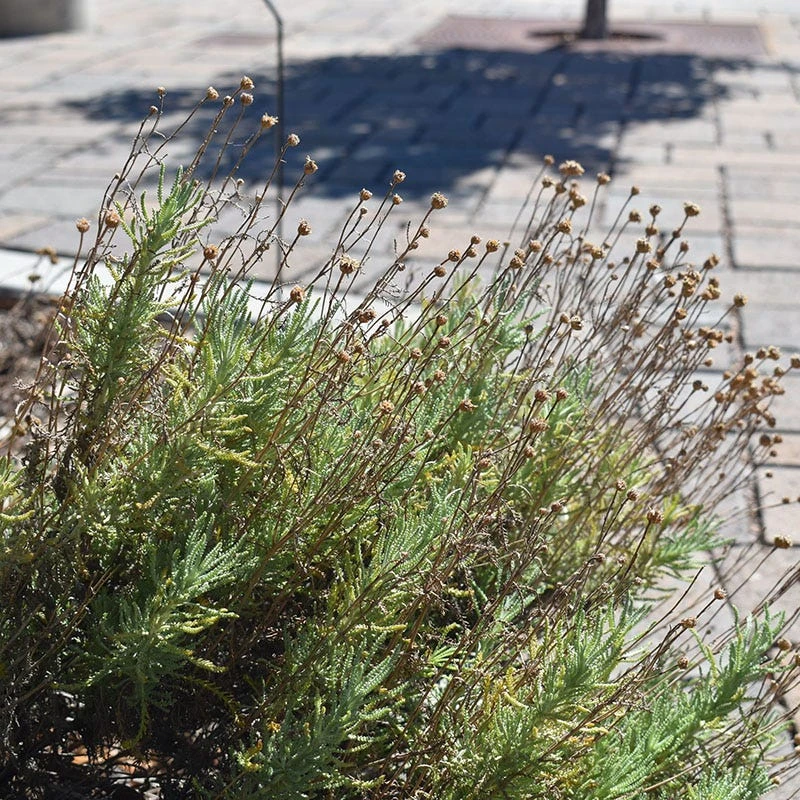 Gray Santolina 2 Gray Santolina - Image 2