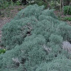 Gray Santolina 11 Gray Santolina -Perennial Zone santolina chamaecyparissus gray santolina spring