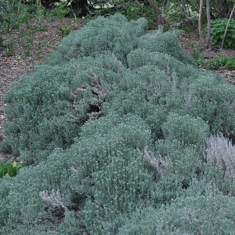 Gray Santolina 5 Gray Santolina - Image 5