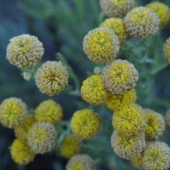 Gray Santolina 10 Gray Santolina -Perennial Zone santolina chamaecyparissus gray santolina summer flowers close up