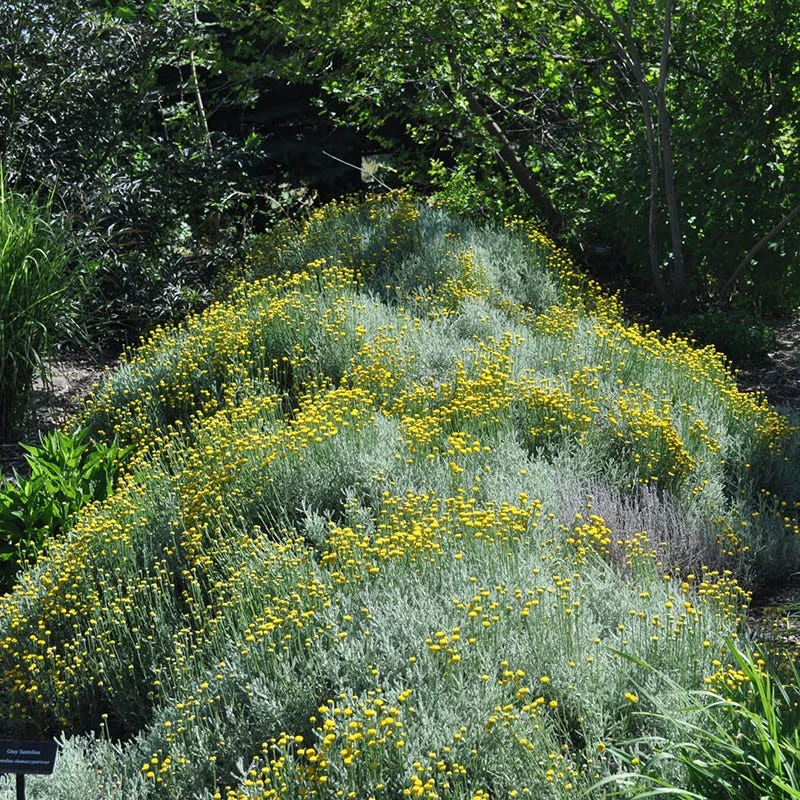 Gray Santolina 1 Gray Santolina