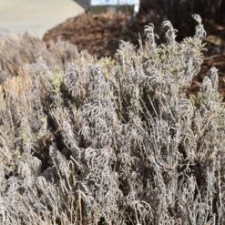 Gray Santolina 13 Gray Santolina -Perennial Zone santolina chamaecyparissus gray santolina winter