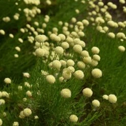 Green Santolina -Perennial Zone santolina rosmarinifolia green santolina summer cream flowers