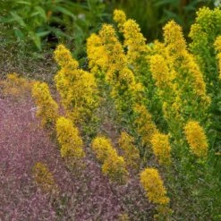 Golden Torch Goldenrod (Wichita Mountains Solidago) -Perennial Zone saxon holt muhlenbergia reverchonii with solidago wichita mtns