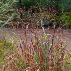 Shenandoah Switch Grass 9 Shenandoah Switch Grass -Perennial Zone saxon holt panicum shenandoah