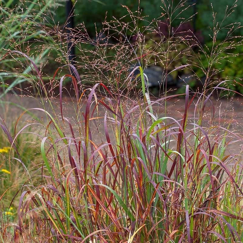 Shenandoah Switch Grass 4 Shenandoah Switch Grass - Image 4