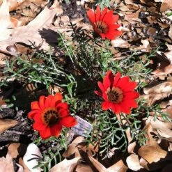 Scarlet Tanager Gazania 5 Scarlet Tanager Gazania -Perennial Zone scarlet tanager african daisy ground trio