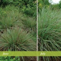 Standing Ovation Little Bluestem Grass -Perennial Zone schizachyrium scop standing ovation june july 1 1