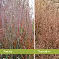 Standing Ovation Little Bluestem Grass -Perennial Zone schizachyrium scop standing ovation october november 1 1