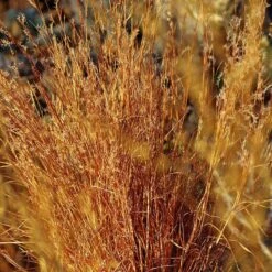Blaze Little Bluestem Grass -Perennial Zone schizachyrium scoparium blaze cropped 2