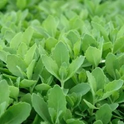 Autumn Fire Sedum -Perennial Zone sed autumnfire fol northcreek nu