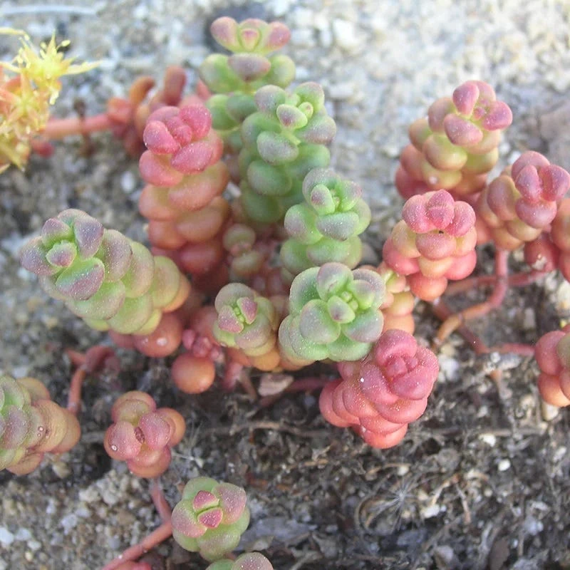 Old Man's Bones Sedum 2 Old Man's Bones Sedum - Image 2