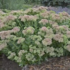 Autumn Fire Sedum -Perennial Zone sedum autumn fire whole plant e