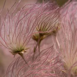 Apache Plume (Fallugia) -Perennial Zone shutterstock apache plume fallugia paradoxa 2 cropped