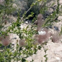Apache Plume (Fallugia) -Perennial Zone shutterstock apache plume fallugia paradoxa 3 cropped