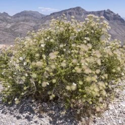 Apache Plume (Fallugia) -Perennial Zone shutterstock apache plume fallugia paradoxa 4 cropped