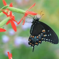 Perennial Zone -Perennial Zone silene regia royal catchfly black swallowtail butterfly 1