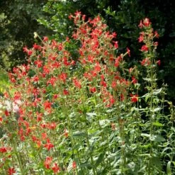 Royal Catchfly (Silene) -Perennial Zone silene reiga royal catchfly full plant