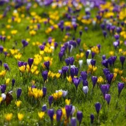 Snow Crocus Mix -Perennial Zone snow crocus mix lawn