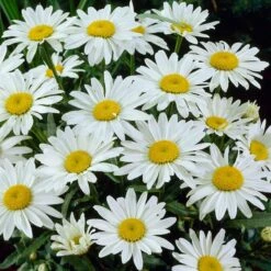 Snowcap Shasta Daisy -Perennial Zone snowcap shasta daisy 3