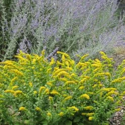 Golden Fleece Goldenrod (Solidago) 5 Golden Fleece Goldenrod (Solidago) -Perennial Zone solidago golden fleece russian sage perovskia atriplicifolia