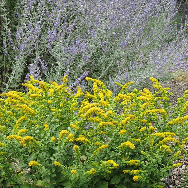 Golden Fleece Goldenrod (Solidago) 3 Golden Fleece Goldenrod (Solidago) - Image 3