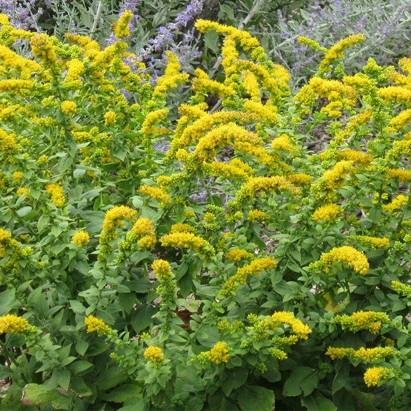 Golden Fleece Goldenrod (Solidago) 2 Golden Fleece Goldenrod (Solidago) - Image 2