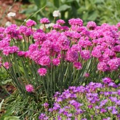 Splendens Armeria -Perennial Zone splendens sea thrift armeria maritima garden