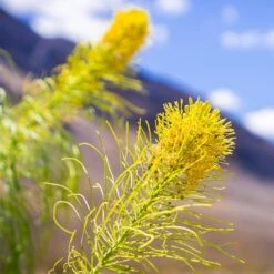 Prince's Plume -Perennial Zone stanleya pinnata princes plume close up